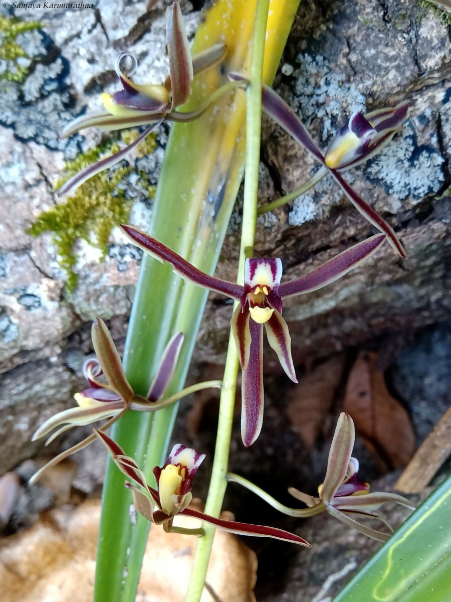 Cymbidium bicolor Lindl.